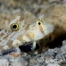 goby_spot_twin_res_kb_h_0434_png1116.jpg